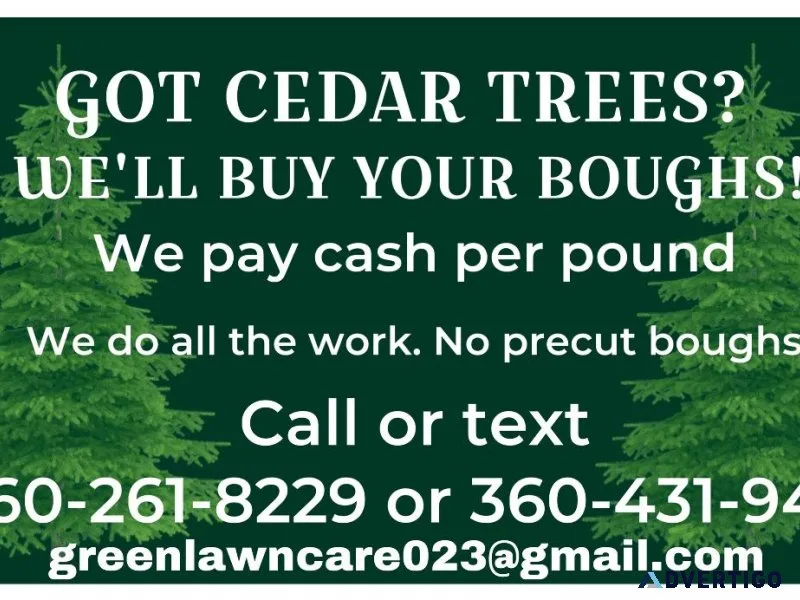 Cedar boughs