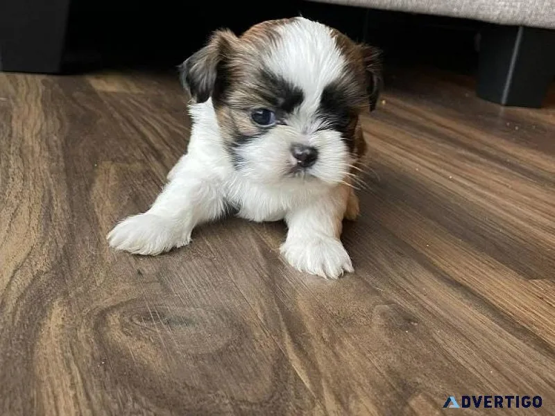 Affectionate Shih tzu puppies