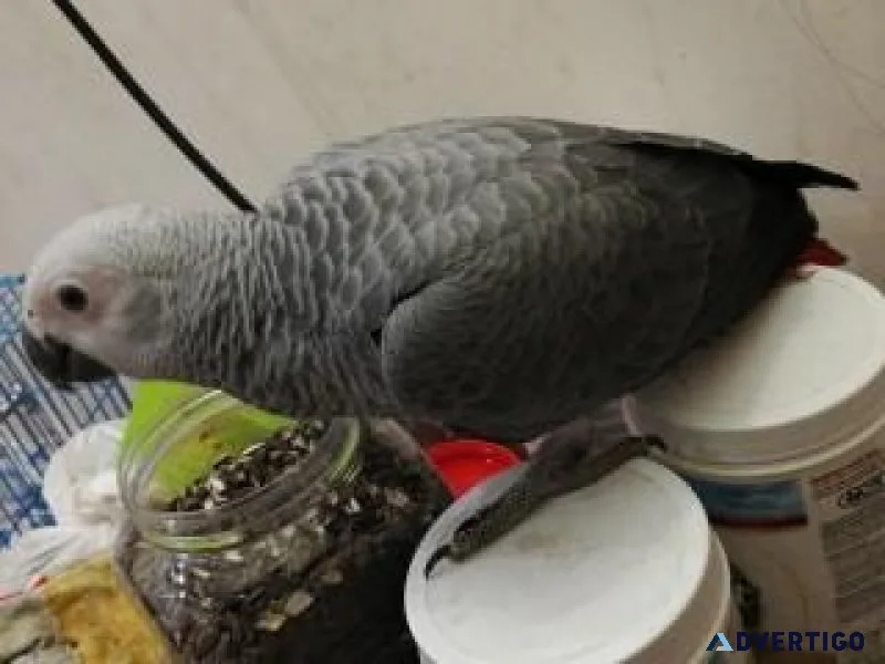 Congo African Grey Parrot Female