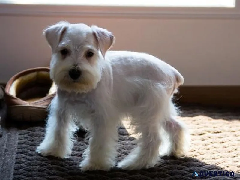 Beautiful AKC reg. Miniature Schnauzer Puppies.
