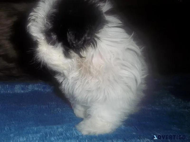 Blue Lavender Imperial Shih Tzu Puppies