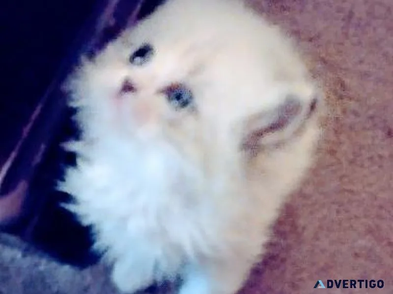 Gorgeous Persian Kittens