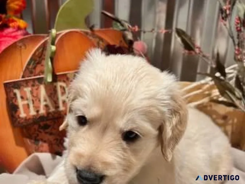 Golden retriever Puppy AKC