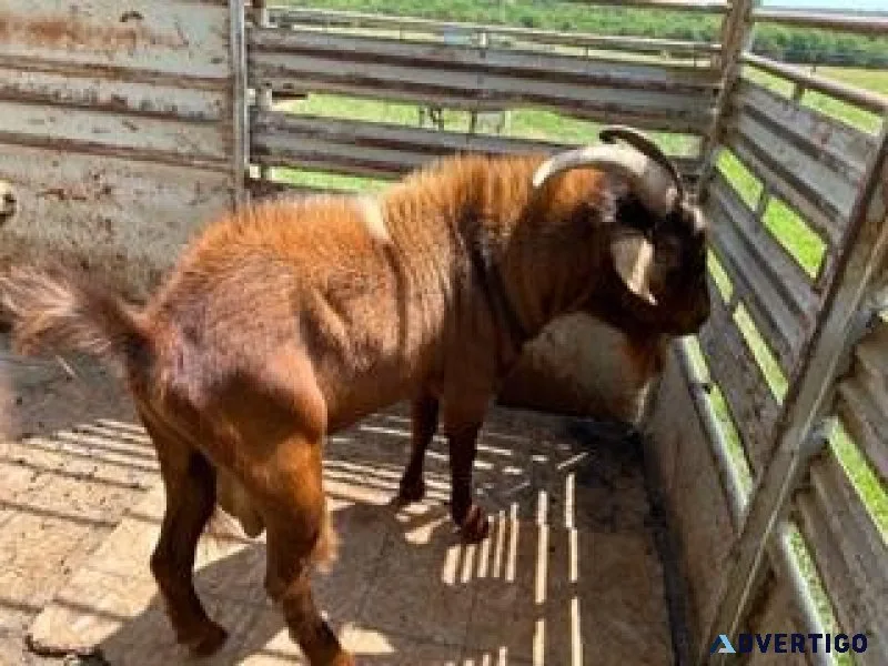 Doubled Registered DNA verified Kiko Breeder Buck