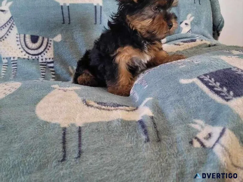 Puppies Available