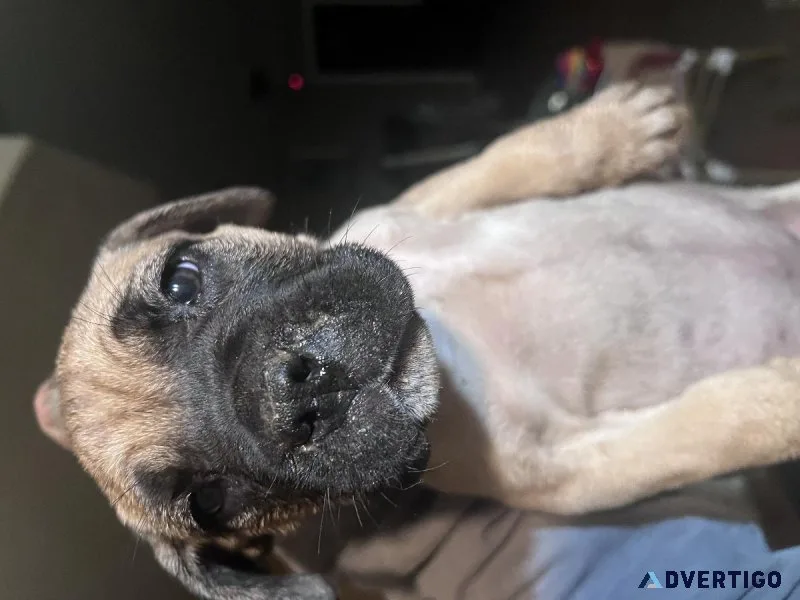 Cane corso puppies