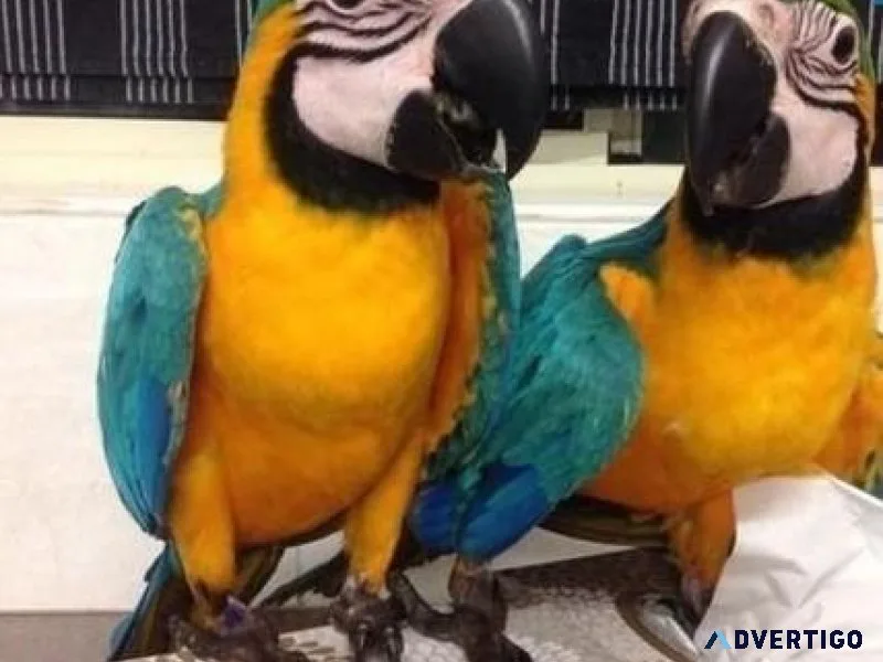 Well Tamed Blue and Gold Macaws for lovely homes.