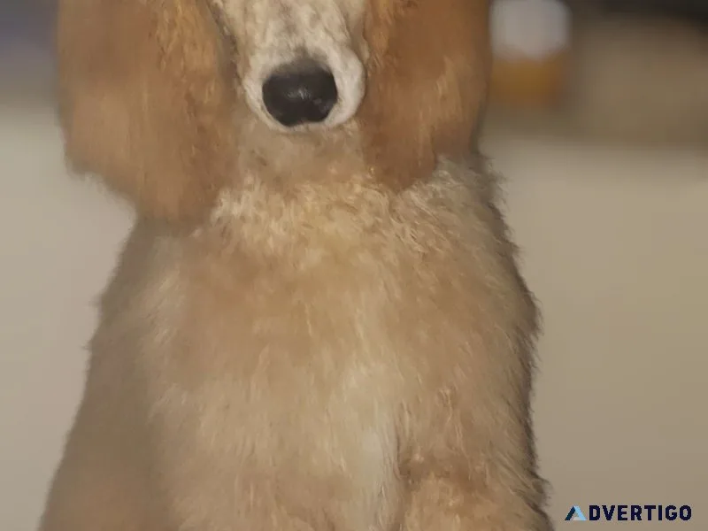 Standard Poodles