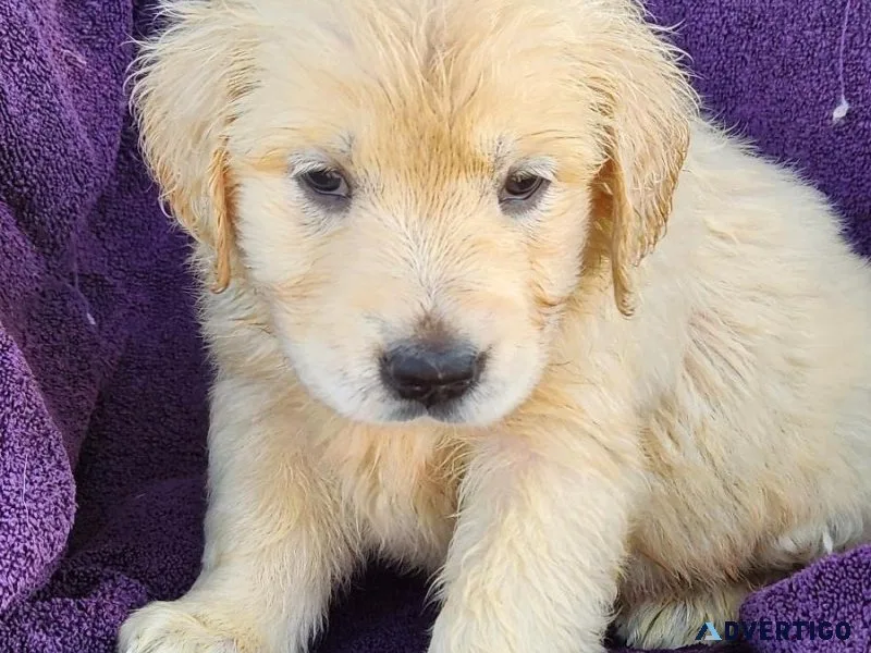 Golden Retriever Puppies