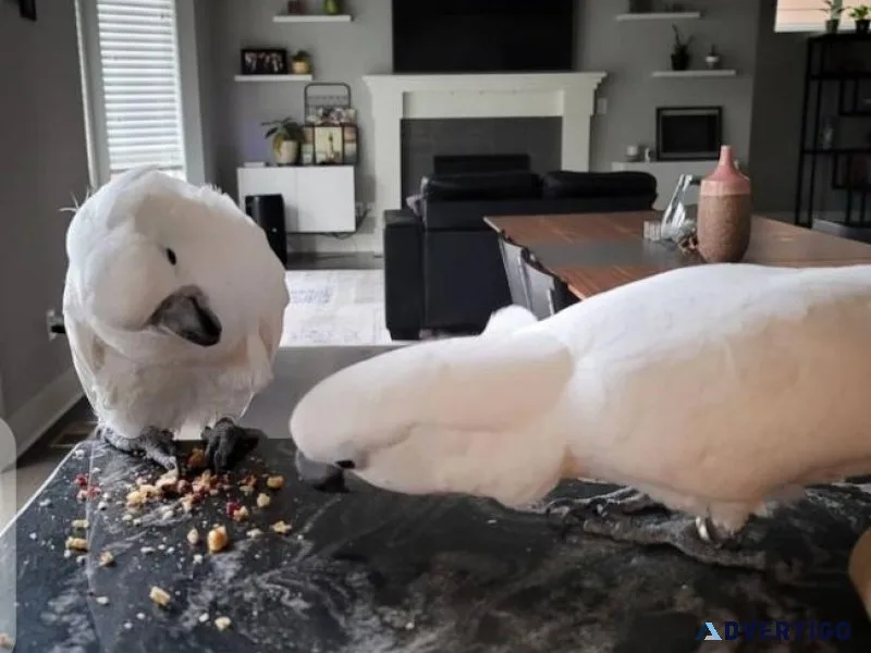 Bonded Pair Cockatoos for sale