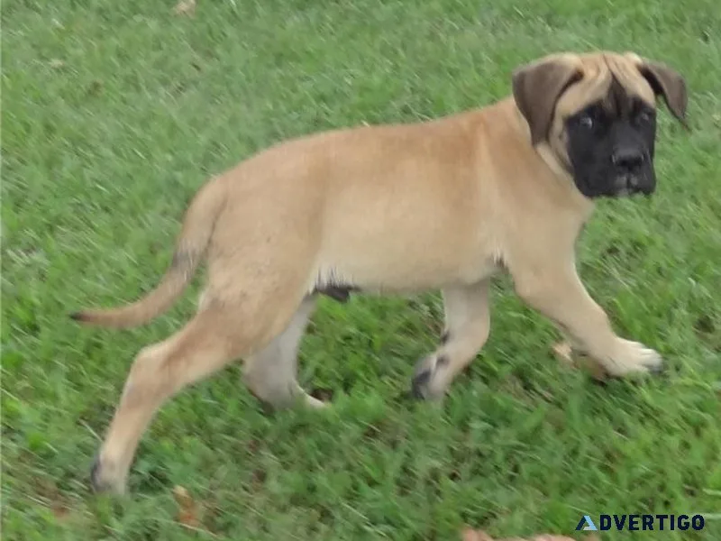 Well Socialized Bullmastiff puppies.