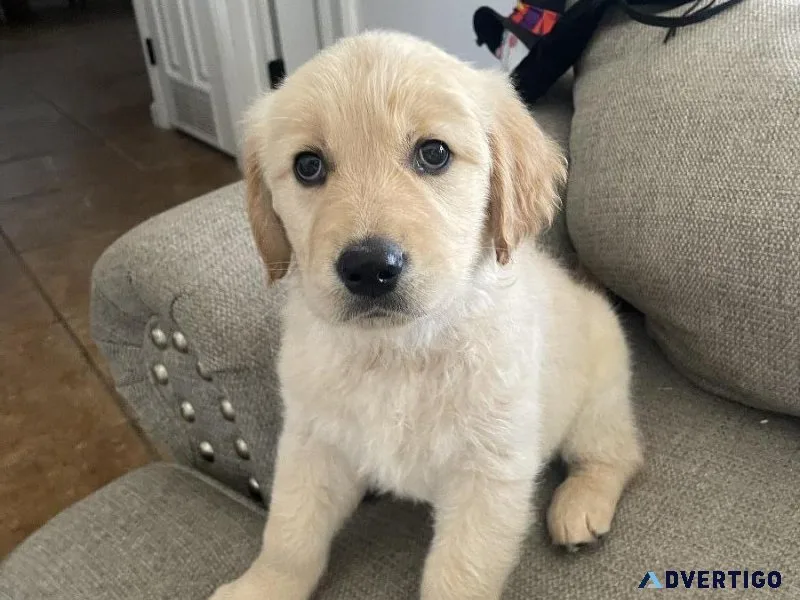 Golden Retriever puppies