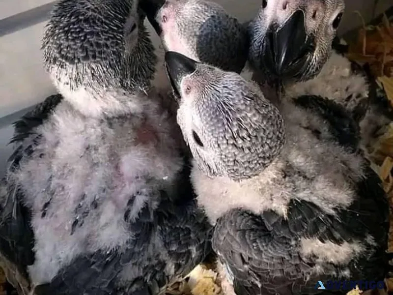 African grey parrots For Sale