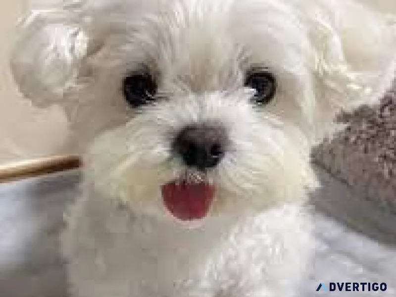 Tiny Maltese Puppies -Just 2 Lef