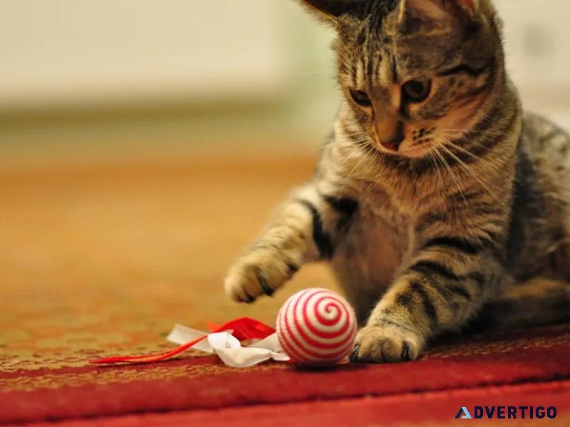 Buy Cat Accessories Online - 2023
