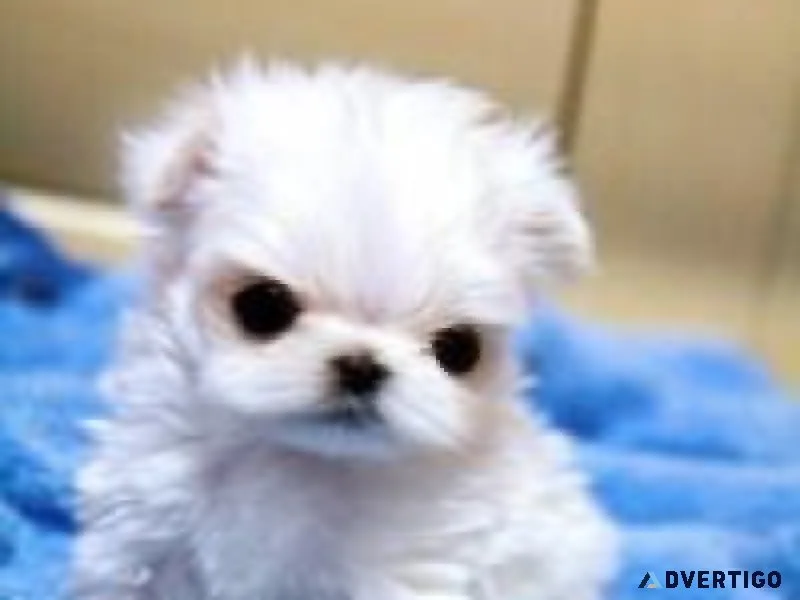 Micro Teacup Maltese Ack registered