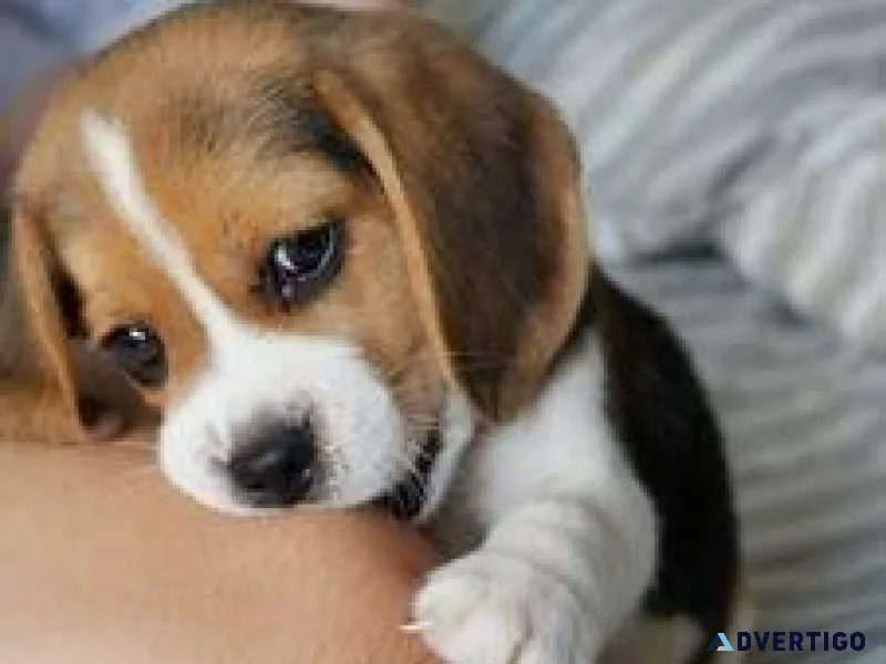 Beautiful Beagles puppies