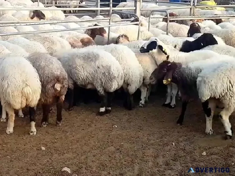 Awassi and Gissar (Fat tail sheep for sale)