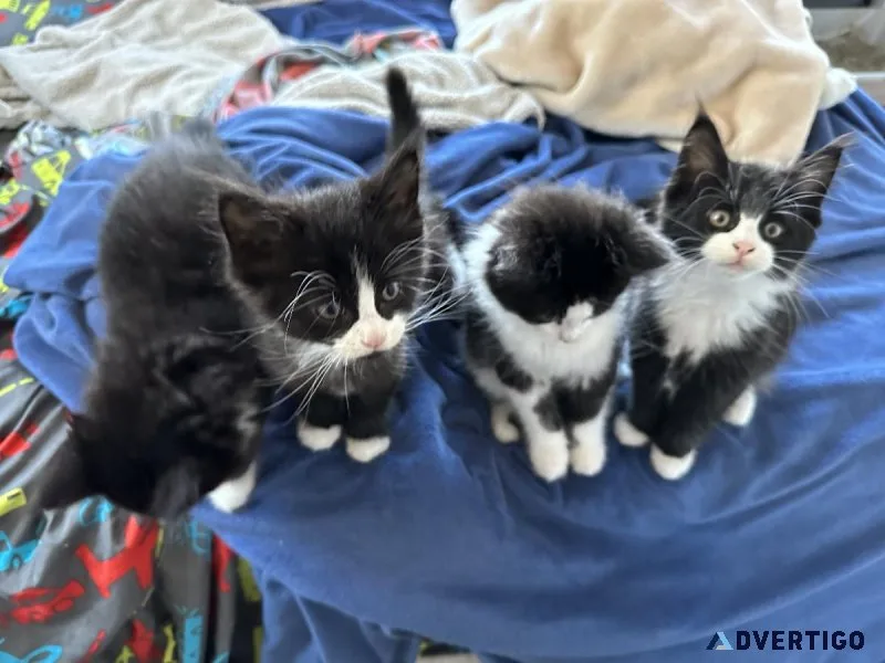 Maine Coon kittens
