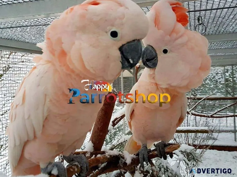 Outstanding Cockatoo Parrot for Adoption