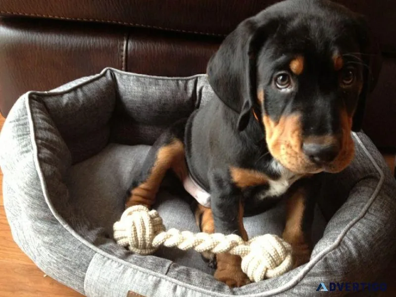 AKC Black and Tan Coonhound puppies 3 boys and 2 girls
