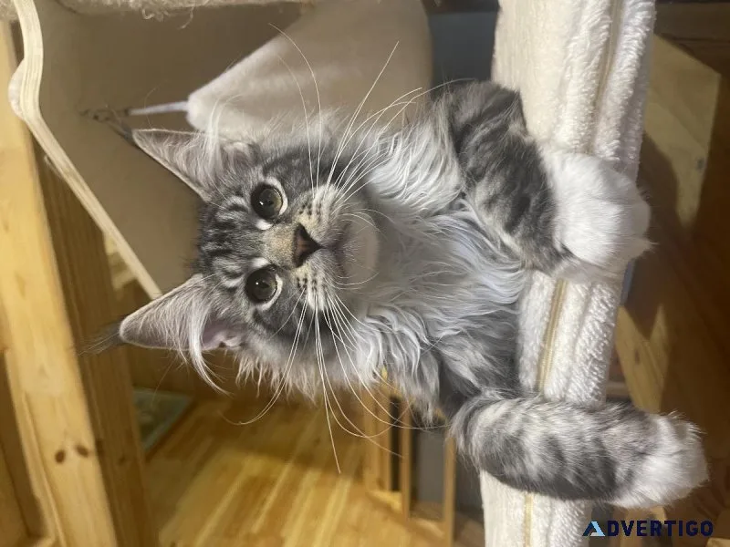 Beautiful Maine Coon Kittens