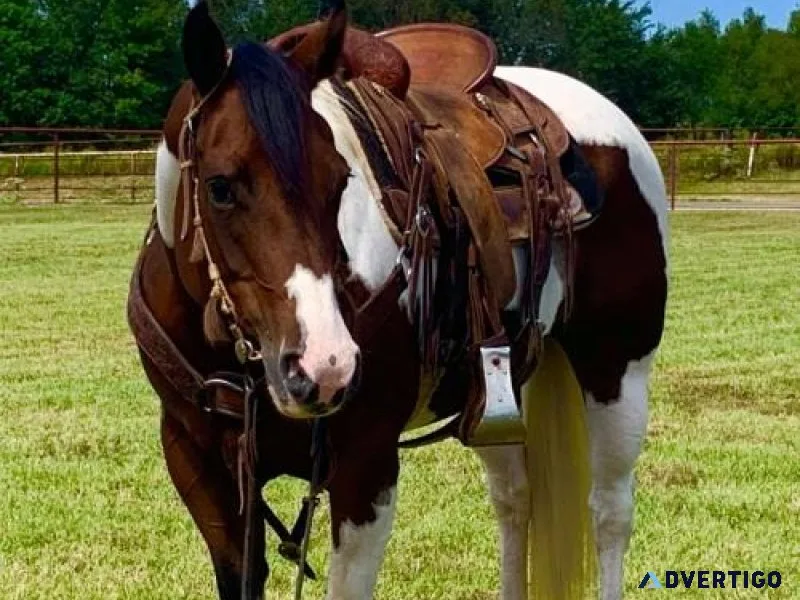 Gentle and Gorgeous eye catcher. 2017 Paint horse 14.3hh.