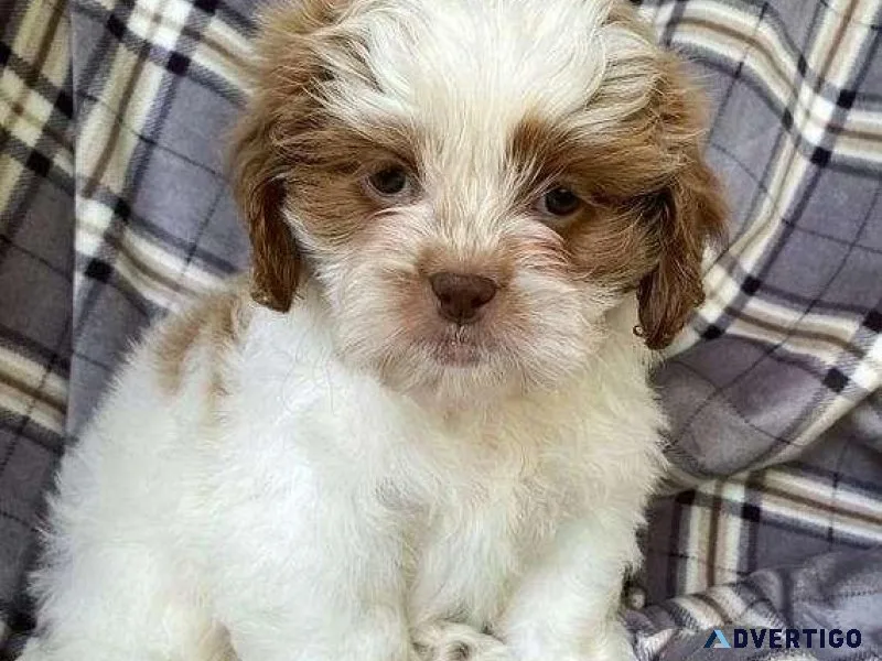 Adorable Shih Tzu Puppies Available for Adoption