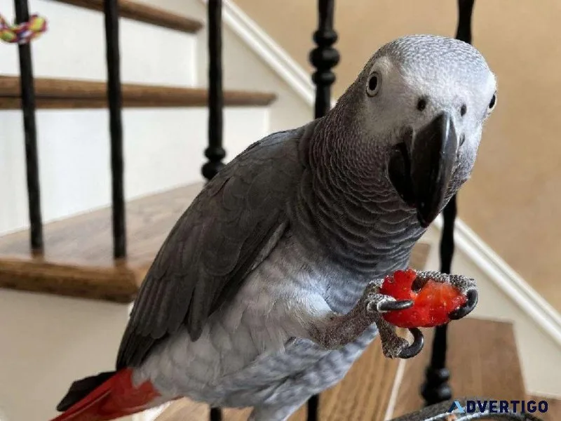 Well Socialized African Grey Parrots for sale