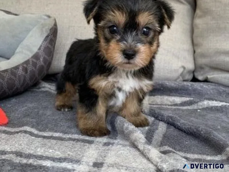 Charming Yorkshire terrier puppies
