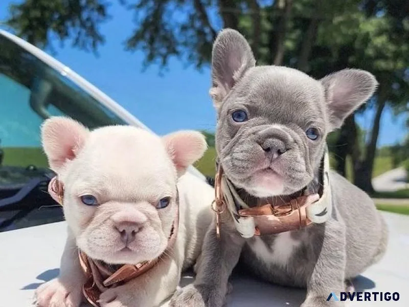 AKC Healthy French Bulldog Puppies