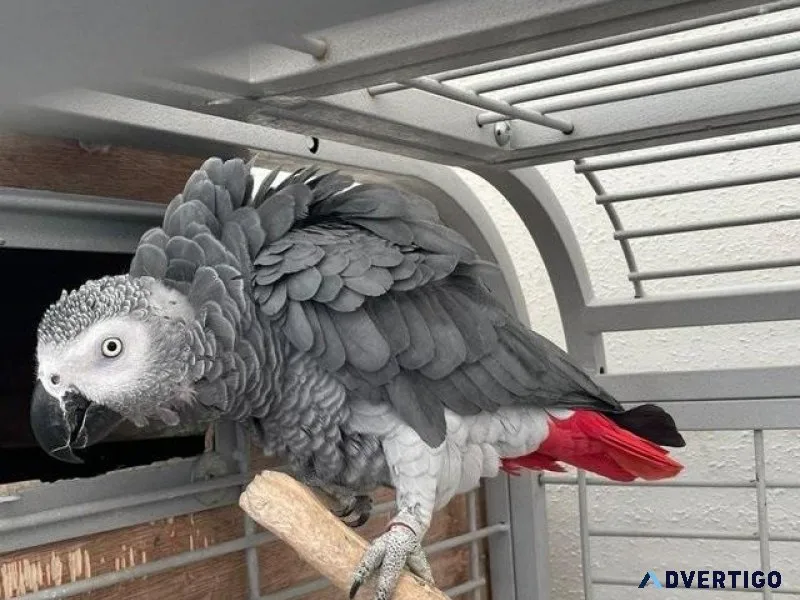 African Grey Congo Fully Tame Parrots