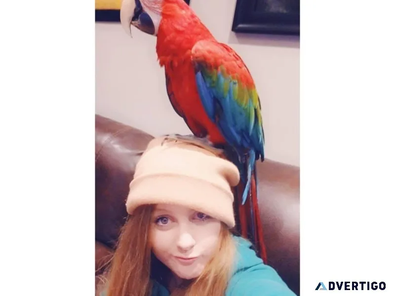 GREEN-WINGED MACAW FOR SALE.