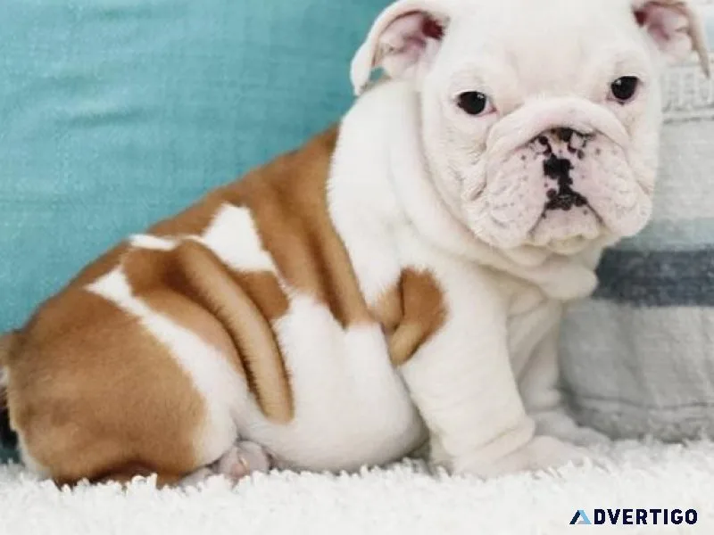 Pure Bred English Bulldog puppies for sale
