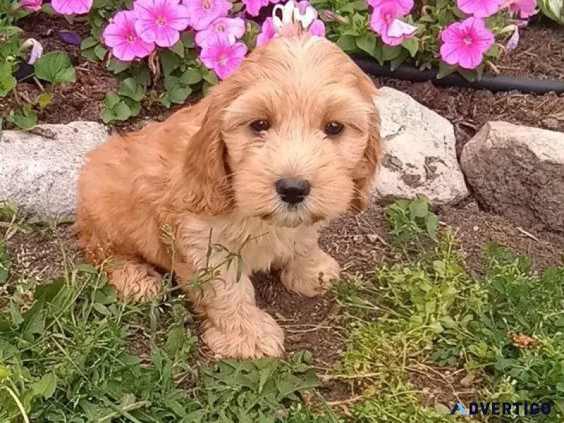 We have an excellent Mini Cockapoo pups