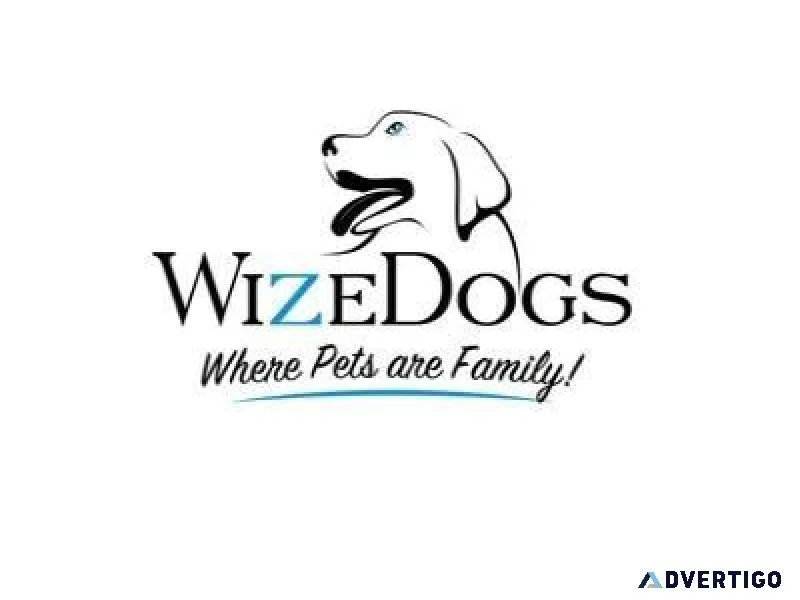 WizeDogs Labradors and Positive Dog Training Academy