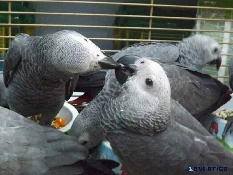 Well Socialized African Grey parrots available now