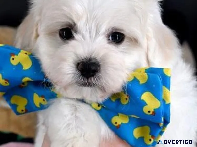 Well Socialized Maltipoo puppies.