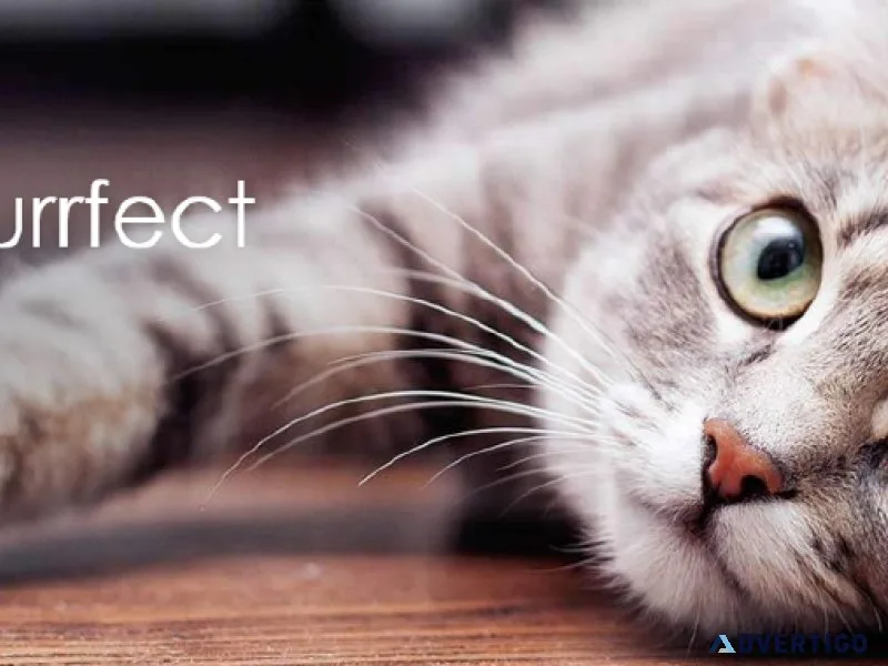 Happy Little Kitty- The One Stop Shop For The Cat Lover