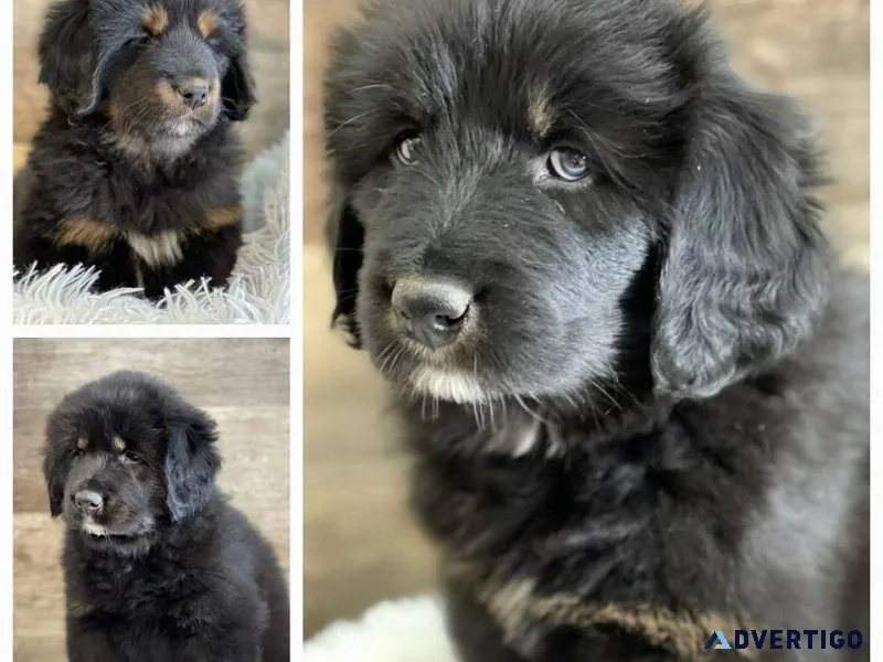 Tabetan Mastiff