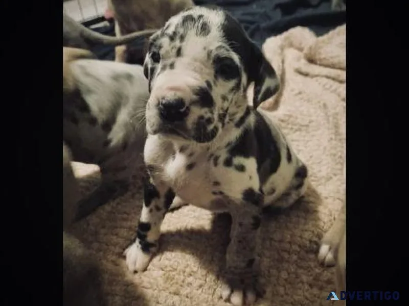 Beautiful Great Dane pups for sale