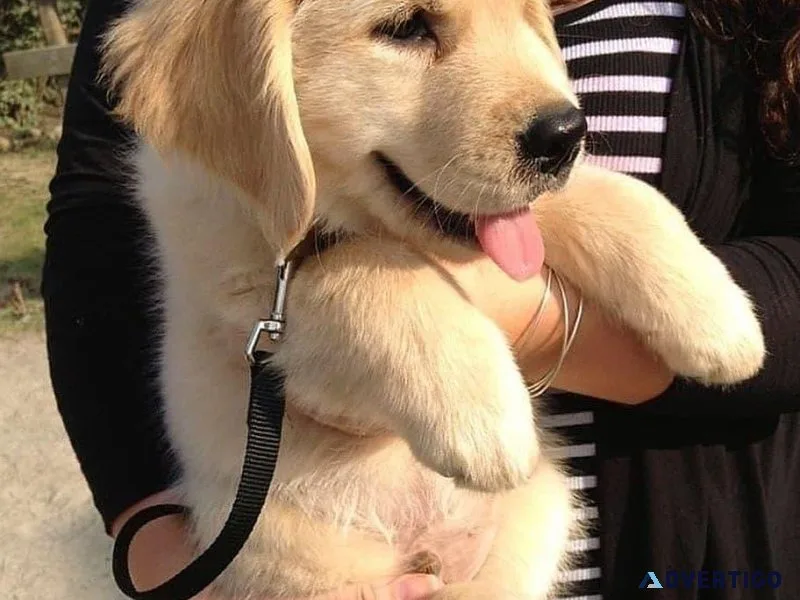 bh Golden Retriever Puppies