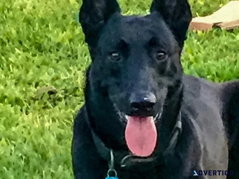 Black Malinois