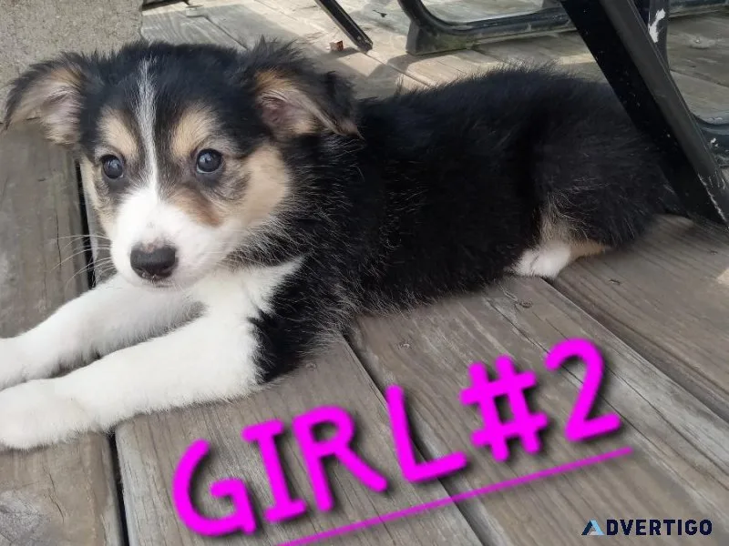 Australian Shepherds andSheltie mix