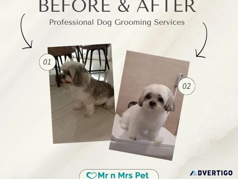 Dog Groomers in Bangalore Dog Baths Haircuts Nail Trimming
