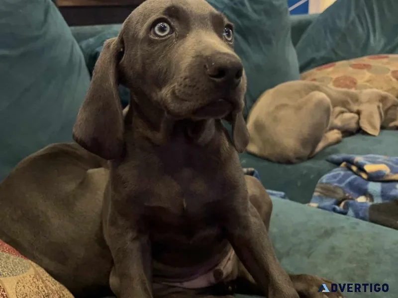 Weimaraner Puppies for adoption