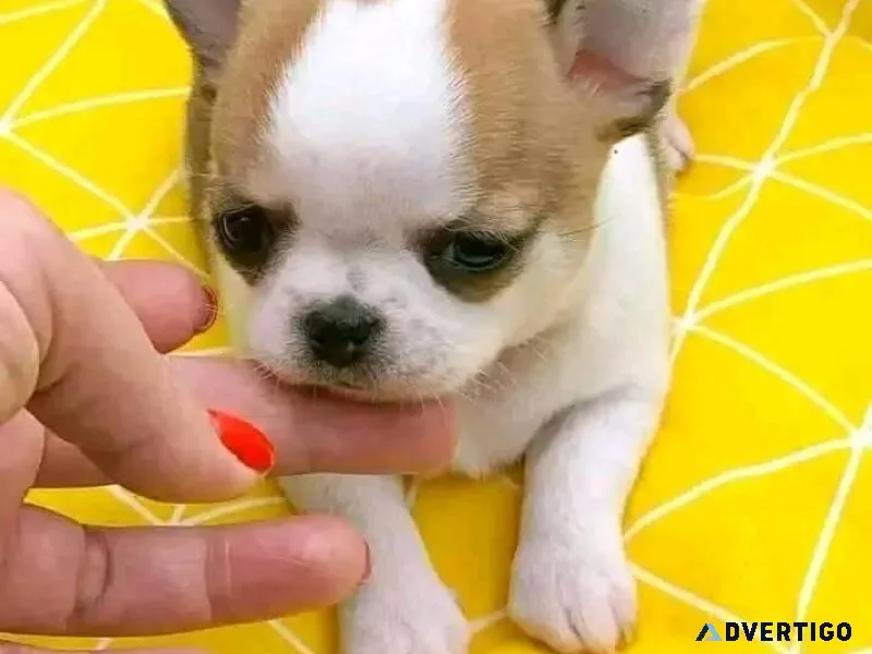 Cute Little Chihuahua Puppies Available