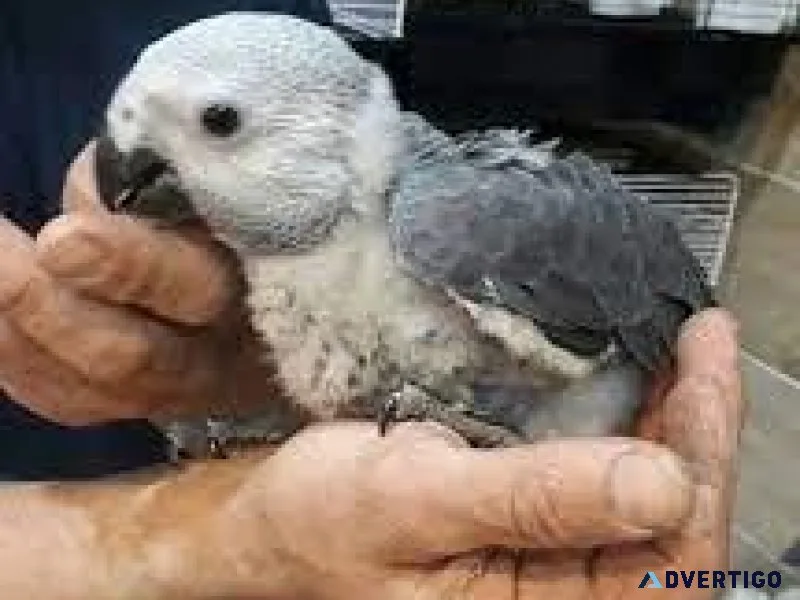 Gorgeous African Grey babies 8 weeks old