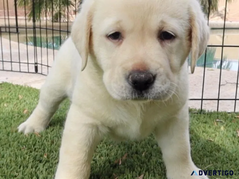Labrador Retriever Dogs and puppies for Rehoming