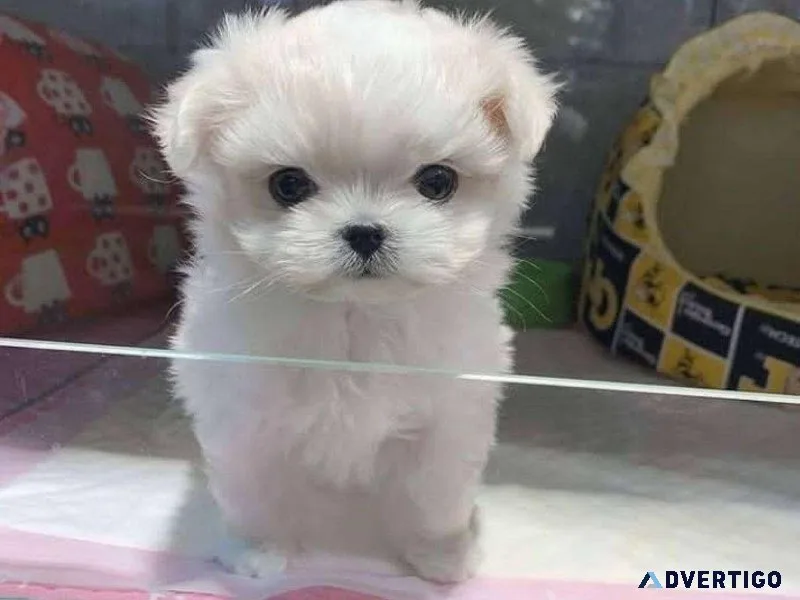 Healthy Teacup Maltese Pupies Looking for a New Home